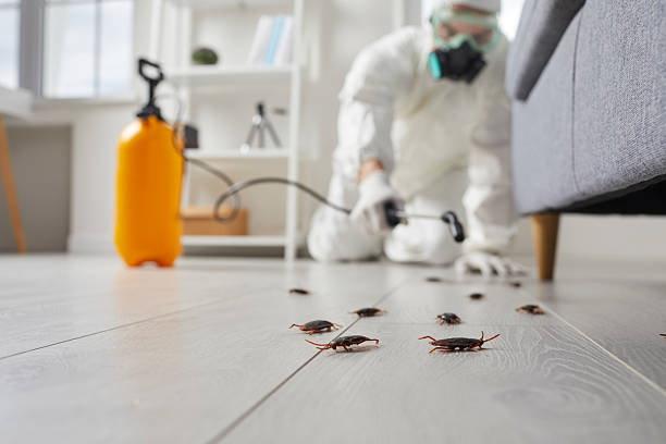 Commercial Rodent Management in Port Townsend